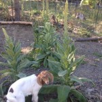 Mullein – Common Medicinal