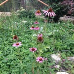 Medicinal Herb – Echinacea