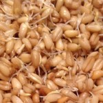 Sprouting Wheat Berries