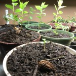 Plant Propagation Part 2