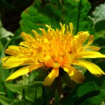 Dandelions Medicinal Uses