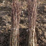 Choosing Rootstock