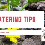 10 Tips for Watering Your Gardens